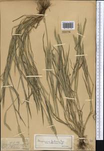 Лисохвост равный Sobol., Средняя Азия и Казахстан, Джунгарский Алатау и Тарбагатай (M5) (Казахстан)