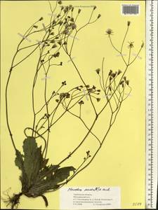 Crepis sancta subsp. sancta, Восточная Европа, Центральный лесостепной район (E6) (Россия)