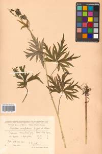 Aconitum karafutense subsp. karafutense, Сибирь, Дальний Восток (S6) (Россия)