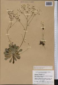 Micranthes ferruginea (Grah.) Brouillet & Gornall, Америка (AMER) (Канада)