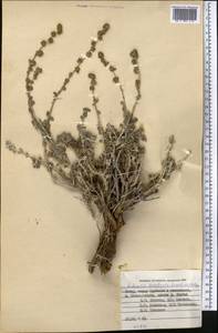 Seriphidium leucotrichum (Krasch. ex Ladyg.) Bremer & Humphries ex Y.R. Ling, Средняя Азия и Казахстан, Памир и Памиро-Алай (M2) (Таджикистан)