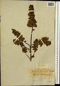 Cliffortia ilicifolia L., Африка (AFR) (ЮАР)