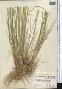 Вейник ложнотростниковидный (Haller f.) Koeler, Средняя Азия и Казахстан, Северный и Центральный Тянь-Шань (M4) (Киргизия)