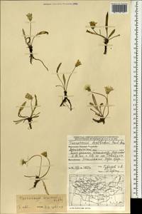 Одуванчик китайский Kitag., Монголия (MONG) (Монголия)