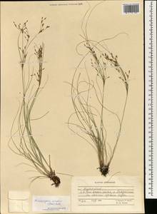 Erioscirpus comosus (Wall.) Palla, Зарубежная Азия (ASIA) (Афганистан)