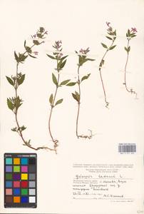 Пикульник ладанниковый L., Восточная Европа, Московская область и Москва (E4a) (Россия)