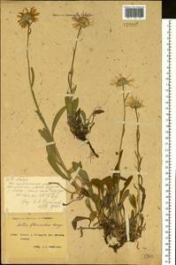 Tibetiodes flaccida (Bunge) G. L. Nesom, Сибирь, Якутия (S5) (Россия)