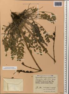 Астрагал крепкий Bunge, Кавказ, Азербайджан (K6) (Азербайджан)