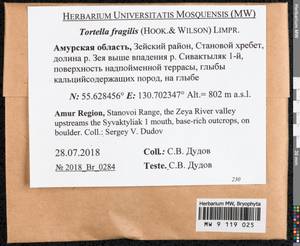 Tortella fragilis (Drumm.) Limpr., Гербарий мохообразных, Мхи - Дальний Восток (без Чукотки и Камчатки) (B20) (Россия)