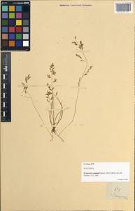 Eragrostis cumingii Steud., Зарубежная Азия (ASIA) (Филиппины)