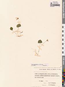 Viola epipsila subsp. repens (Turcz.) W.Becker, Сибирь, Чукотка и Камчатка (S7) (Россия)