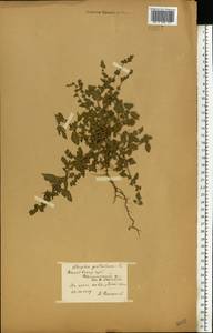 Лебеда раскидистая L., Восточная Европа, Центральный лесостепной район (E6) (Россия)