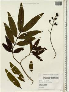 Lagerstroemia calyculata Kurz, Зарубежная Азия (ASIA) (Вьетнам)