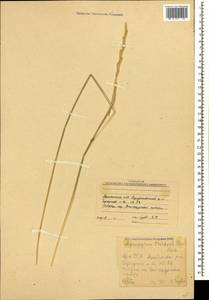 Thinopyrum intermedium subsp. intermedium, Кавказ, Армения (K5) (Армения)