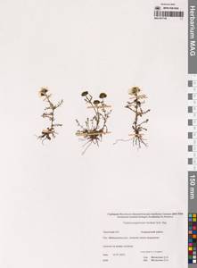 Трехреберник Гукера, Трехребросемянник Хукера Sch.Bip., Сибирь, Чукотка и Камчатка (S7) (Россия)