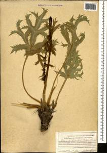 Eryngium billardierei F. Delaroche, Кавказ, Азербайджан (K6) (Азербайджан)