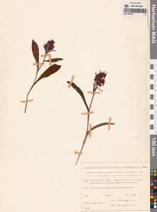 Пальчатокоренник остистый (Fisch. ex Lindl.) Soó, Сибирь, Чукотка и Камчатка (S7) (Россия)