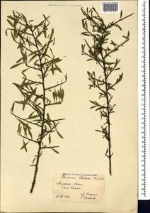 Rhamnus erythroxyloides subsp. erythroxyloides, Кавказ, Армения (K5) (Армения)