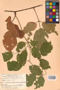 Ежевика щетинистая Waldst. & Kit., Восточная Европа, Западно-Украинский район (E13) (Украина)