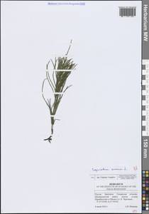 Хвощ полевой L., Восточная Европа, Средневолжский район (E8) (Россия)