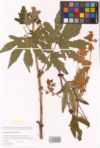 Filipendula digitata (Willd.) Bergmans, Сибирь, Дальний Восток (S6) (Россия)