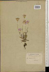 Сухоцвет растопыренный Boiss., Кавказ, Дагестан (K2) (Россия)
