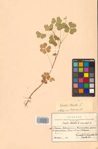 Кислица торчащая L., Сибирь, Дальний Восток (S6) (Россия)