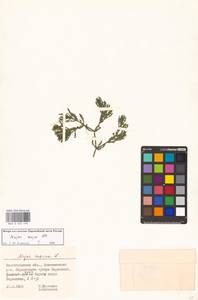 Наяда морская L., Восточная Европа, Нижневолжский район (E9) (Россия)