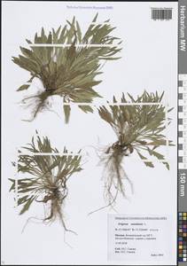 Мелколепестник канадский L., Восточная Европа, Московская область и Москва (E4a) (Россия)