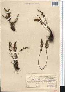 Oeosporangium persica (Bory) Vis., Средняя Азия и Казахстан, Западный Тянь-Шань и Каратау (M3) (Казахстан)