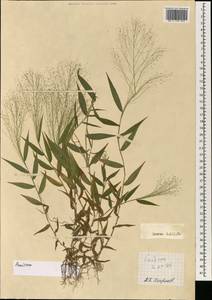 Poaceae, Зарубежная Азия (ASIA) (Вьетнам)