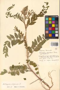 Астрагал болотный L., Сибирь, Дальний Восток (S6) (Россия)