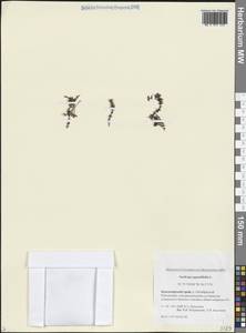 Камнеломка супротивнолистная L., Сибирь, Центральная Сибирь (S3) (Россия)