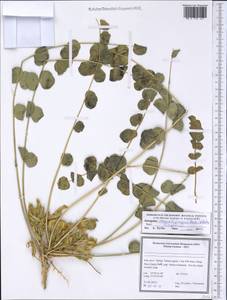 Astragalus remotijugus Boiss. & Hohen., Зарубежная Азия (ASIA) (Иран)