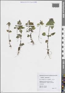 Яснотка пурпурная, Яснотка пурпуровая L., Восточная Европа, Московская область и Москва (E4a) (Россия)