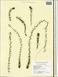 Элодея канадская, Водяная чума Michx., Крым (KRYM) (Россия)