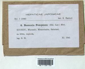 Bazzania pompeana (Sande Lac.) Mitt., Гербарий мохообразных, Мхи - Азия (вне границ бывшего СССР) (BAs) (Япония)