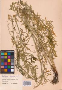 Василисник светлый, Василисник блестящий L., Восточная Европа, Центральный район (E4) (Россия)