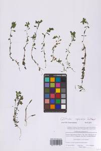 Болотник короткоплодный Sendtn., Восточная Европа, Московская область и Москва (E4a) (Россия)