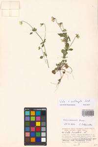 Viola ×contempta Jord., Восточная Европа, Московская область и Москва (E4a) (Россия)