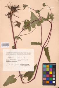 MHA 0 154 226, Зопничек клубненосный (L.) Moench, Восточная Европа, Центральный лесостепной район (E6) (Россия)