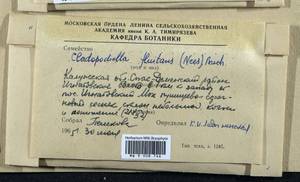 Odontoschisma fluitans (Nees) L. Söderstr. & Váňa, Гербарий мохообразных, Мхи - Центральное Нечерноземье (B6) (Россия)