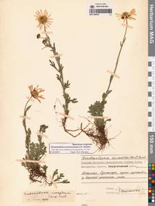 Chrysanthemum zawadzkii subsp. peleiolepis (Trautv.) Zuev, Сибирь, Чукотка и Камчатка (S7) (Россия)