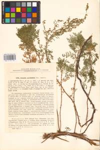 Artemisia stechmanniana Besser, Восточная Европа, Восточный район (E10) (Россия)