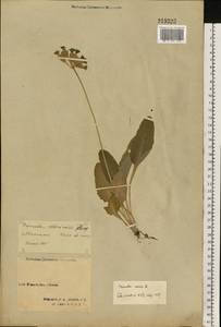 Первоцвет весенний L., Восточная Европа, Северный район (E1) (Россия)