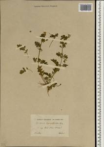Hyoscyamus senecionis var. bipinnatisectus (Boiss.) Boiss., Зарубежная Азия (ASIA) (Иран)