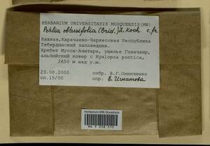 Pohlia obtusifolia (Vill. ex Brid.) L.F. Koch, Гербарий мохообразных, Мхи - Северный Кавказ и Предкавказье (B12) (Россия)