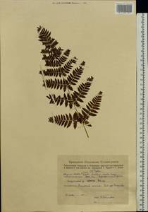 Pseudathyrium alpestre subsp. alpestre, Восточная Европа, Восточный район (E10) (Россия)