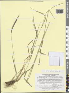 × Elyhordeum, Кавказ, Ставропольский край, Карачаево-Черкесия, Кабардино-Балкария (K1b) (Россия)