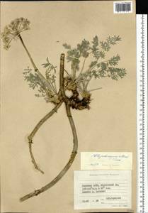 Вздутоплодник волосистый (Turcz. ex Fisch. & C.A.Mey.) Turcz. ex Ledeb., Сибирь, Якутия (S5) (Россия)